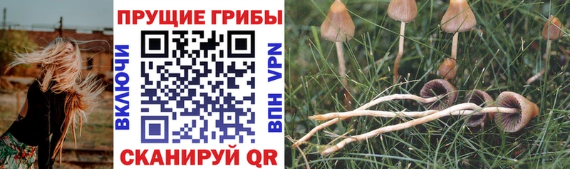 OMG ONION  Курчалой  Псилоцибиновые грибы Psilocybine cubensis 