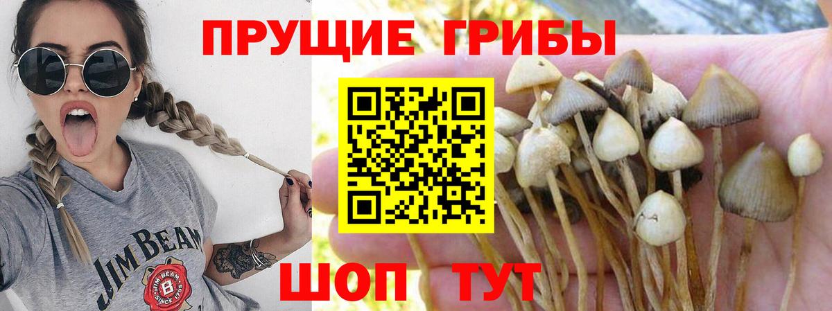 Галлюциногенные грибы MAGIC MUSHROOMS  Вход с VPN  Курчалой  Псилоцибиновые грибы Magic Shrooms 